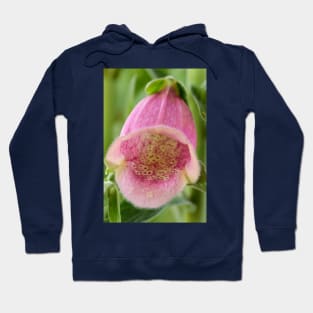 Digitalis × mertonensis  AGM  Strawberry foxglove Hoodie